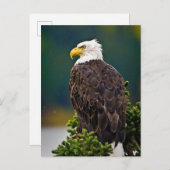 Amerikaanse Bald Eagle Perched Briefkaart (Voorkant / Achterkant)