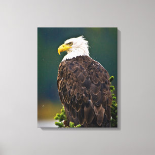 Amerikaanse Bald Eagle Perched Canvas Afdruk