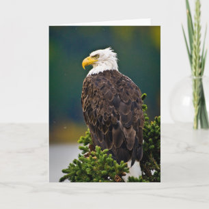 Amerikaanse Bald Eagle Perched Kaart