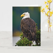 Amerikaanse Bald Eagle Perched Kaart (Gele Bloem)