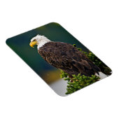 Amerikaanse Bald Eagle Perched Magneet (Rechterzijde)