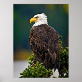 Amerikaanse Bald Eagle Perched Poster (Voorkant)