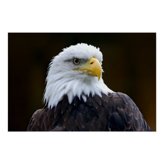 Amerikaanse Bald Eagle Perfect Poster (Voorkant)