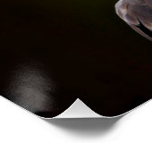 Amerikaanse Bald Eagle Perfect Poster (Hoek)