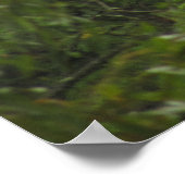 Amerikaanse Bald Eagle Poster (Hoek)