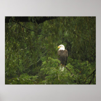 Amerikaanse Bald Eagle Poster