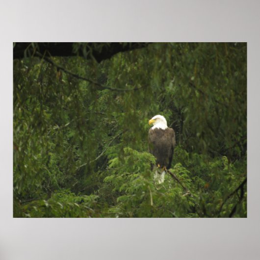 Amerikaanse Bald Eagle Poster (Voorkant)