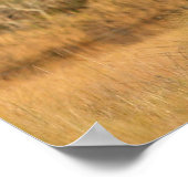 Amerikaanse Bald Eagle Poster (Hoek)