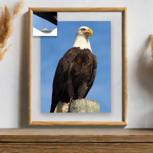 Amerikaanse Bald Eagle Poster