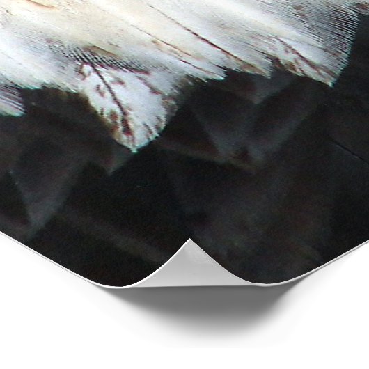 Amerikaanse Bald Eagle Poster (Hoek)