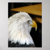 Amerikaanse Bald Eagle Poster (Voorkant)