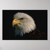 Amerikaanse Bald Eagle Poster (Voorkant)