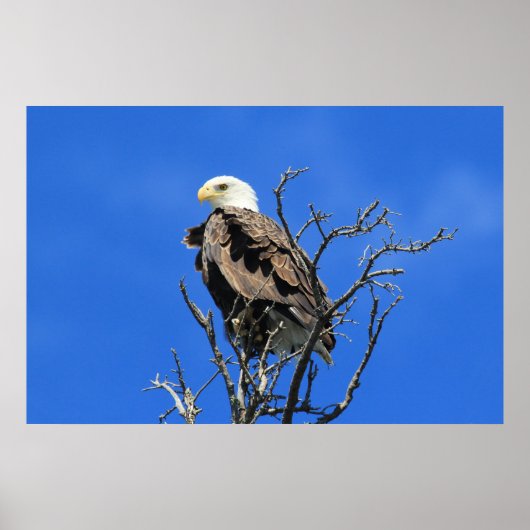 Amerikaanse Bald Eagle Poster (Voorkant)
