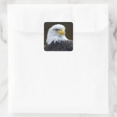 Amerikaanse Bald Eagle Vierkante Sticker (Tas)