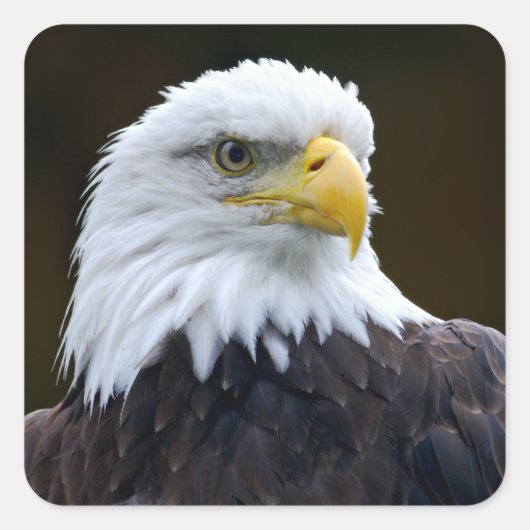 Amerikaanse Bald Eagle Vierkante Sticker (Voorkant)