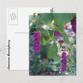 Amerikaanse Beautyberry # 1 Briefkaart (Voorkant / Achterkant)