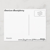 Amerikaanse Beautyberry # 1 Briefkaart (Achterkant)