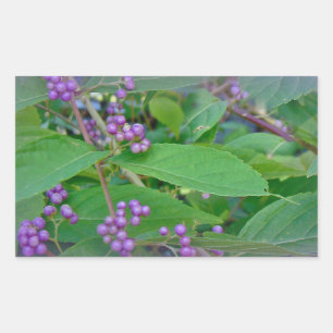 Amerikaanse Beautyberry (Callicarpa americana) Rechthoekige Sticker