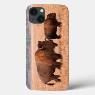 Amerikaanse Bizon (Bison Bison) Koe en Kalf iPhone 13 Hoesje