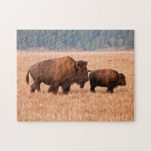 Amerikaanse Bizon (Bison bison) Koe en Kalf Legpuzzel