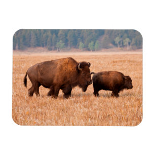 Amerikaanse Bizon (Bison bison) Koe en Kalf Magneet
