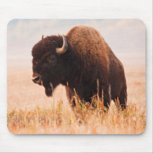 Amerikaanse Bizon (Bison Bison) Kudde In Teton 2 Muismat