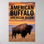 Amerikaanse bizon Buffalo Poster (Voorkant)