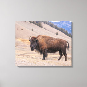 Amerikaanse Bizon Foto, Yellowstone Canvas Afdruk