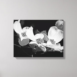 Amerikaanse Bloeiende Cornus Bloesems Zwart & Wit Canvas Afdruk