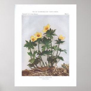 Amerikaanse bloem - Trollius laxus Poster
