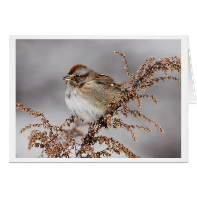 Amerikaanse Boom Sparrow (Voorkant Horizontaal)