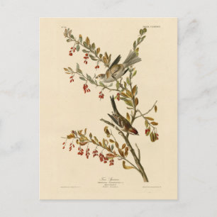 Amerikaanse Boom Sparrow, Amerikaanse vogelvogels Briefkaart