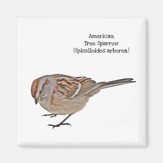 Amerikaanse Boom Sparrow Magneet (Voorkant)