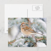 Amerikaanse boommus in de winter briefkaart (Voorkant / Achterkant)