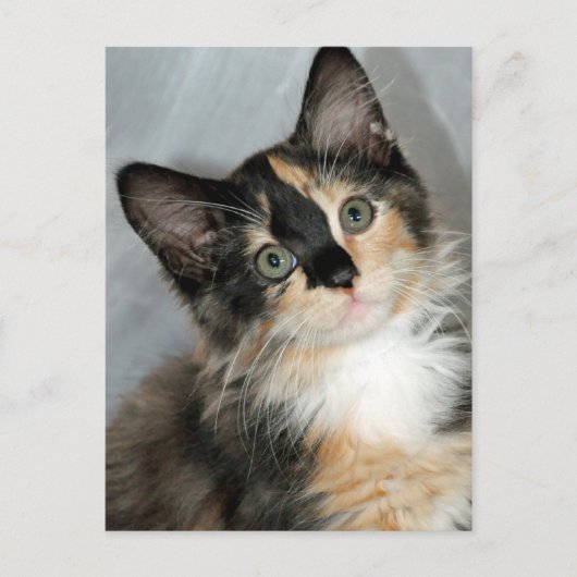 Amerikaanse Briefkaarten van Longhair Calico Kitte (Voorkant)