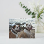 Amerikaanse bulldog briefkaart (Staand voorkant)