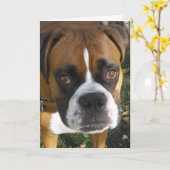 Amerikaanse Bulldog Verjaardag Kaart (Gele Bloem)