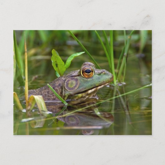 Amerikaanse Bullfrog Briefkaart (Voorkant)