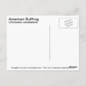 Amerikaanse Bullfrog Briefkaart (Achterkant)