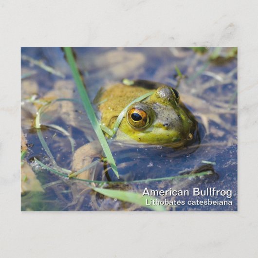 Amerikaanse Bullfrog Briefkaart (Voorkant)