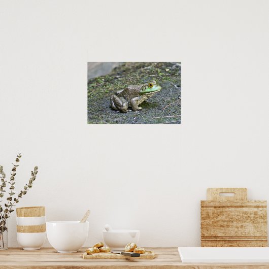 Amerikaanse Bullfrog in het Poster Pond (Keuken)