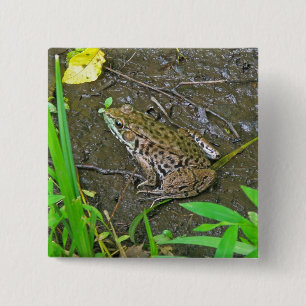 Amerikaanse Bullfrog - Rana catesbeiana Vierkante Button 5,1 Cm