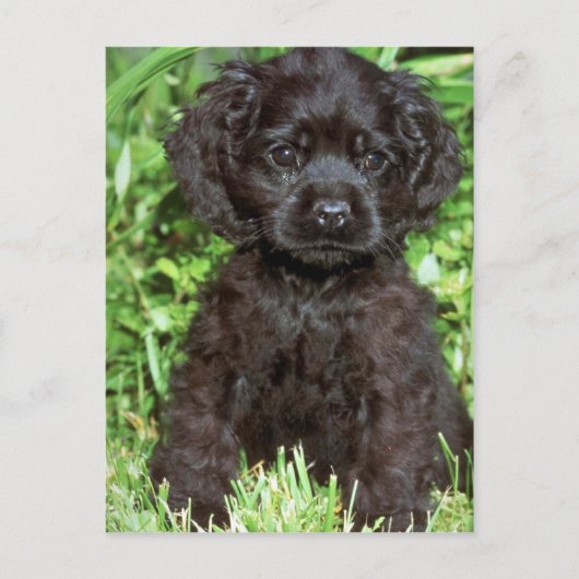 Amerikaanse Cocker Spaniel Briefkaart (Voorkant)