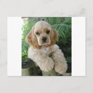 Amerikaanse Cocker Spaniel Dog en Green Fern Briefkaart