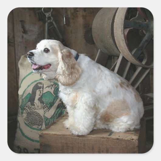 amerikaanse cocker spaniel zittend vierkante sticker (Voorkant)
