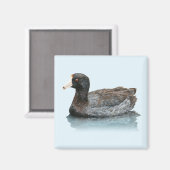 Amerikaanse Coot Magnet Magneet (Voorkant / Achterkant)
