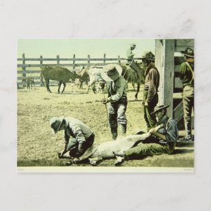 Amerikaanse cowboys branding a calf, c.1900 (foto) briefkaart