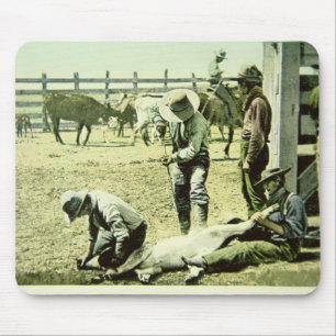Amerikaanse cowboys branding a calf, c.1900 (foto) muismat