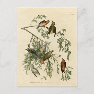 Amerikaanse Crossbill uit Audubon's Birds of Ameri Briefkaart