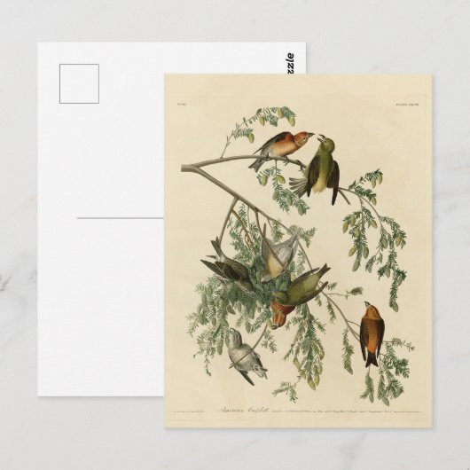 Amerikaanse Crossbill uit Audubon's Birds of Ameri Briefkaart (Voorkant / Achterkant)